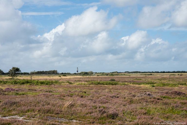 Heideblüte auf Sylt schönsten Wanderwege und Radwege