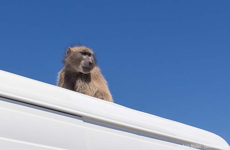 Ein Baboon auf einem Autodach