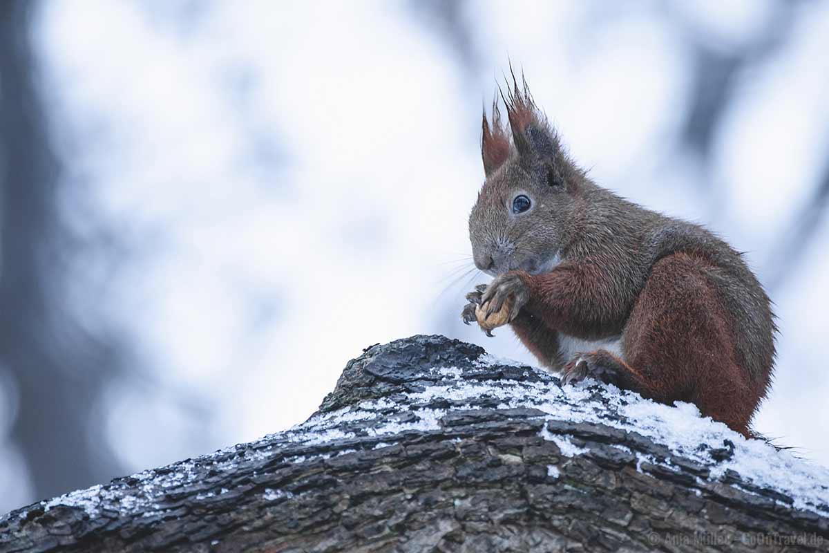 Eichhörnchen im Winter