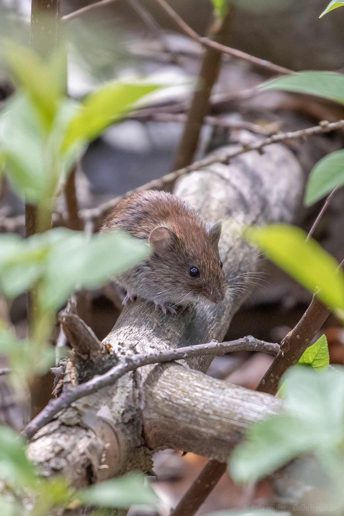 Waldmaus in Berlin