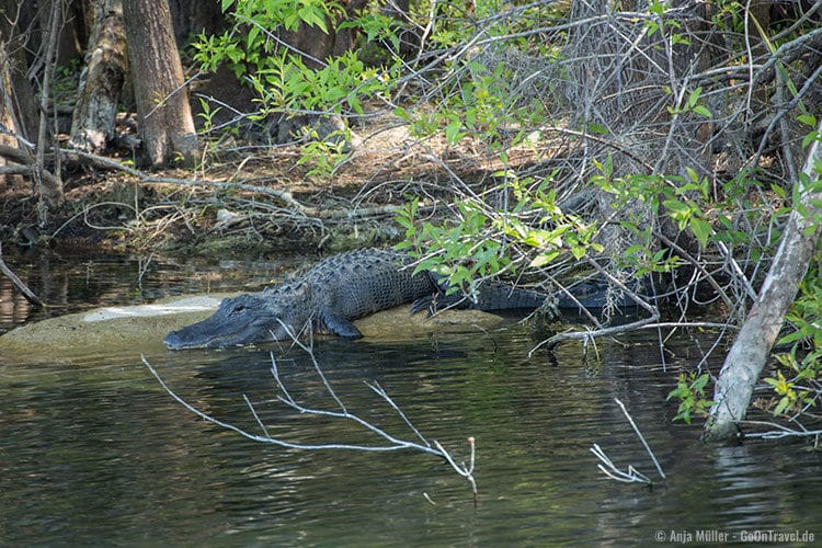 Die ersten Alligatoren, die gesichtet werden.