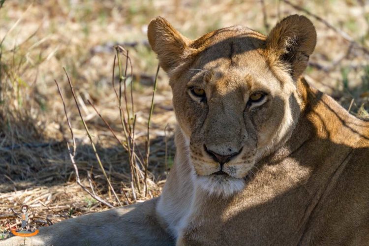 Eine Löwin im Chobe Nationalpark