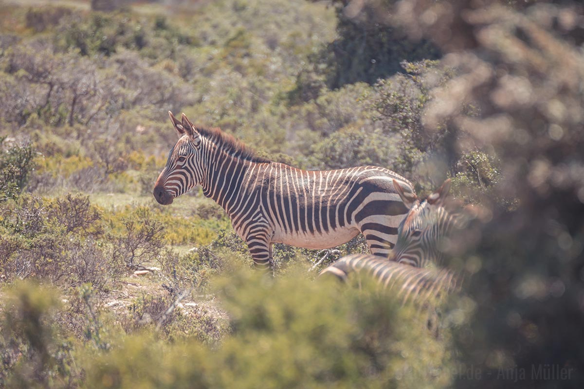 Ein Cape Mountain Zebra (Kap-Bergzebra) im De Hoop