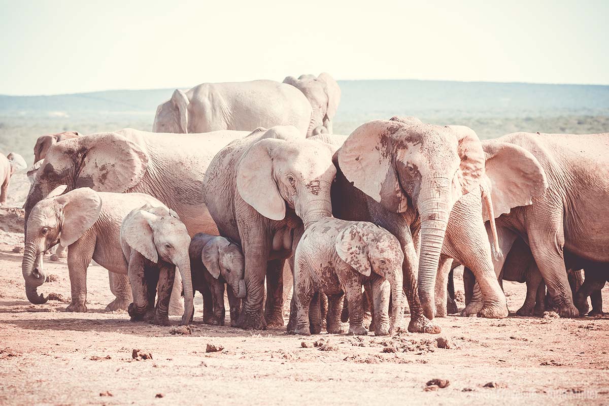 Ganz viele kleine Elefanten im Addo Elephant National Park
