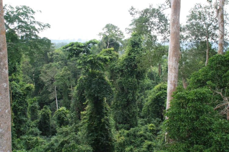 Atemraubender Blick in den Regenwald von Ghana!