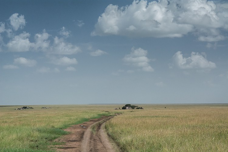 In der Zentral-Serengeti