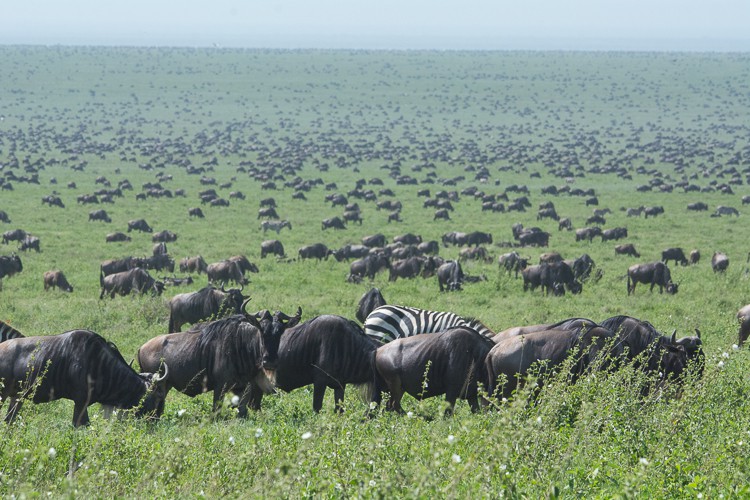 Gnus bis zum Horizont in der Serengeti
