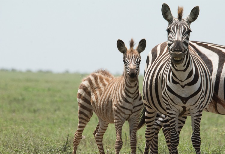 In der Serengeti kommen im Februar/März tausende Zebras zur Welt