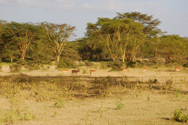 eine Gruppe Impala Antilopen