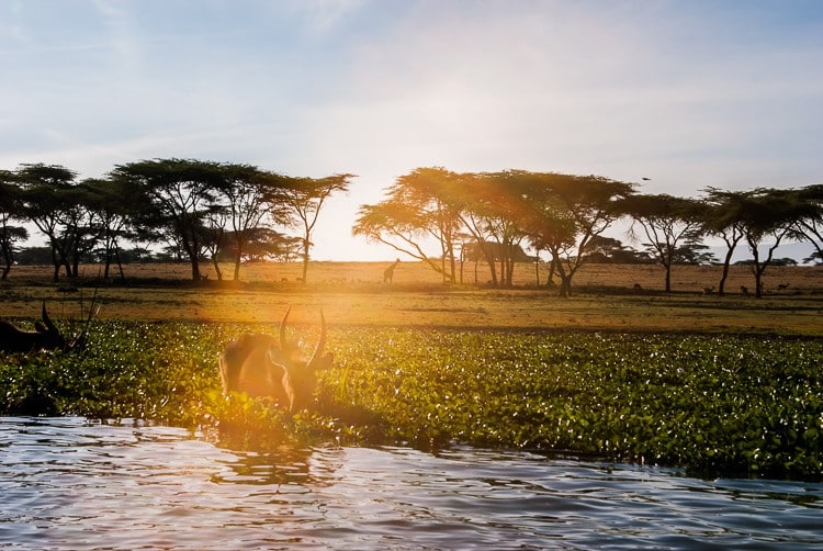 Lake Naivasha Szenerie