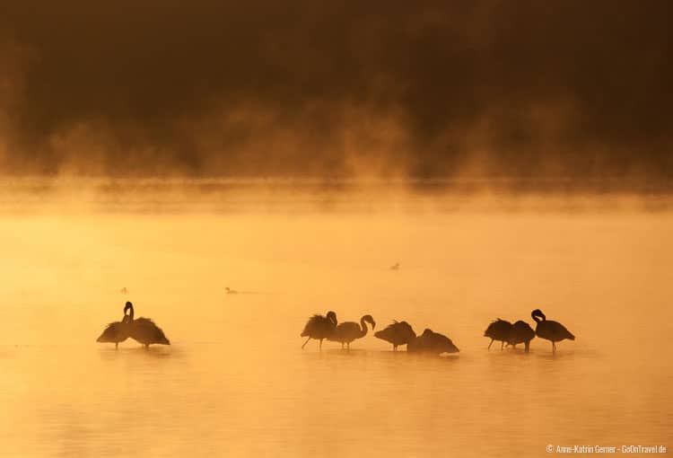 Morgenstimmung Lake Nakuru