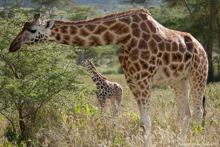 weibliche Rothschild-Giraffe mit Jungtier