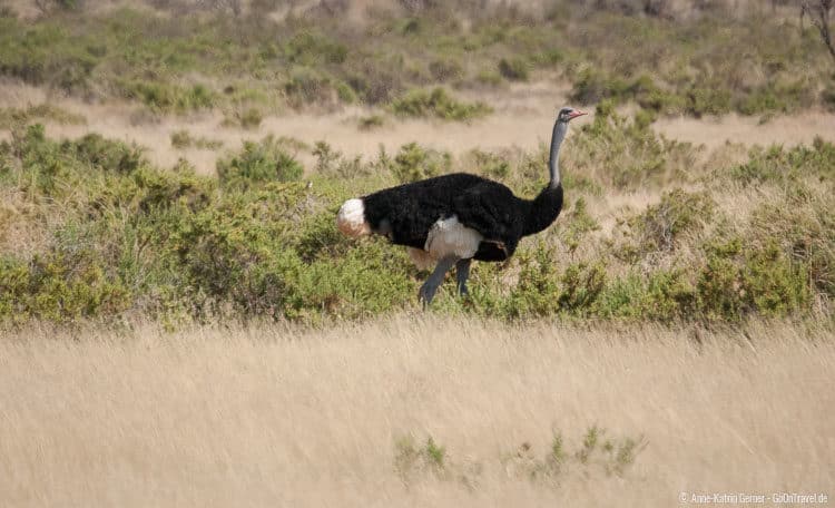 männlicher Somalistrauß