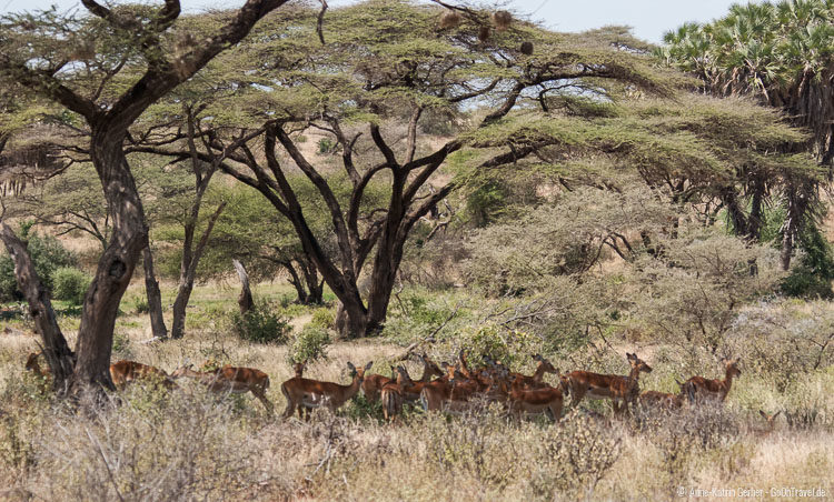 Impalas im Akazienwald