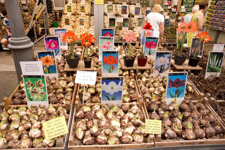 Auf dem Blumenmarkt gibt es eine Vielfalt an Blumenzwiebeln
