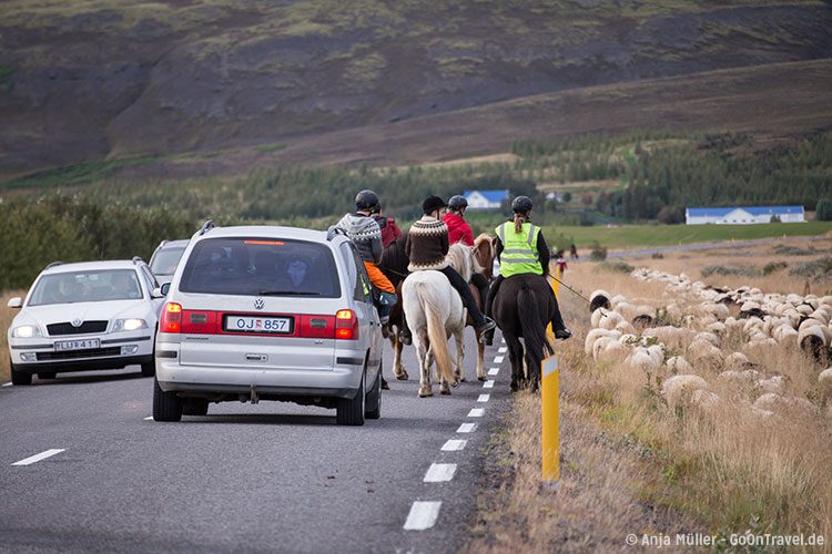 Schaf-Treiben auf Island