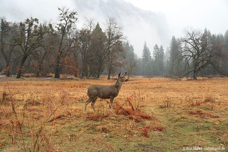 Ein Mule Deer gesichtet im Yosemite Nationalpark