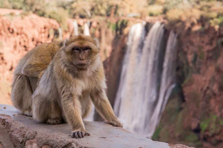 Berber-Affen vor den Ouzoud-Wasserfällen