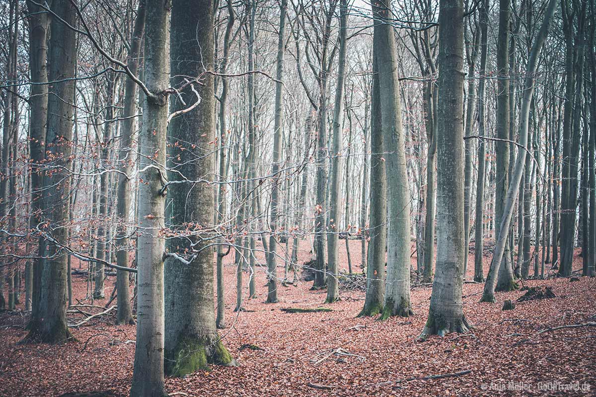 Der Urwald Grumsin im Spätherbst