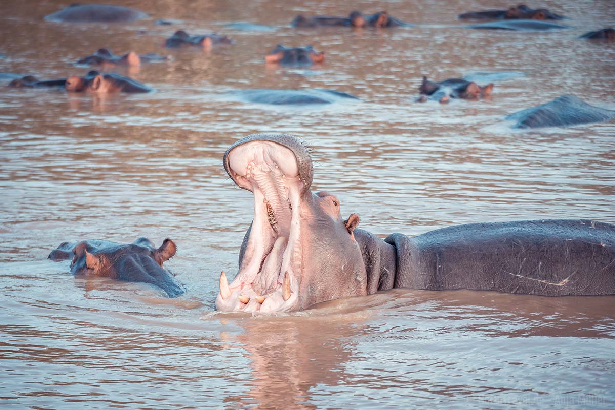 Ein Hippo, das zur Begrüßung weit sein Maul aufreist im iSimangaliso-Wetland-Park