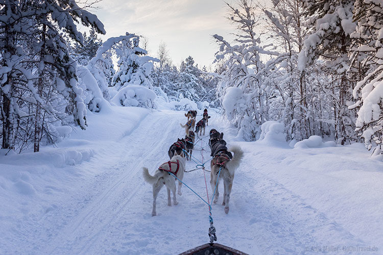 Husky Tour durch Schwedisch Lappland