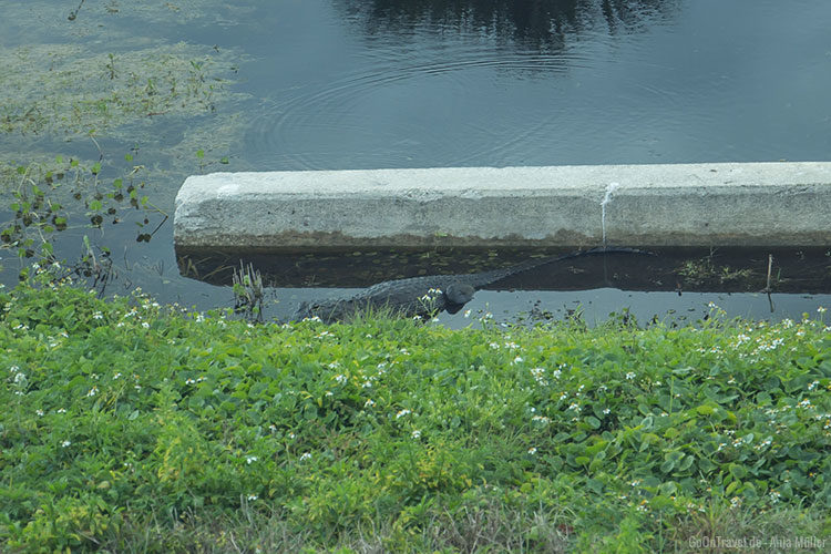 Ein Alligator auf Cape Canaveral