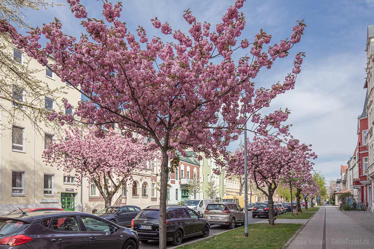 Kirschblüte in der Optikstadt Rathenow