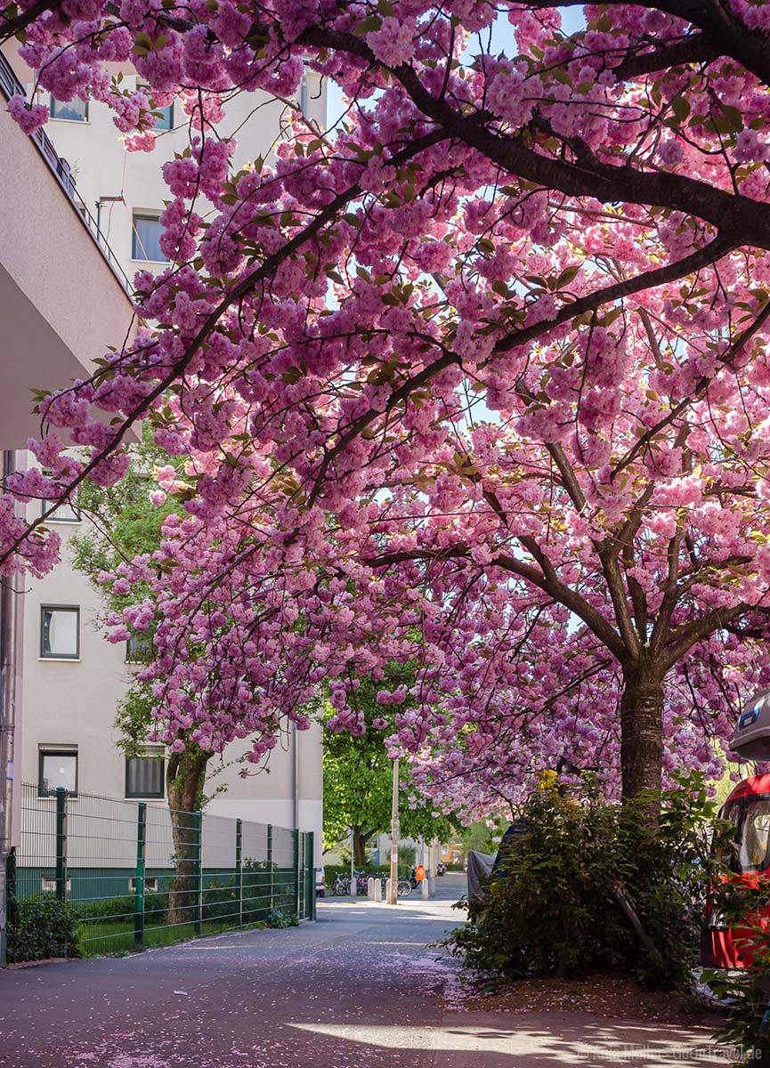 Kirschblüten in der Sonnenburger Straße