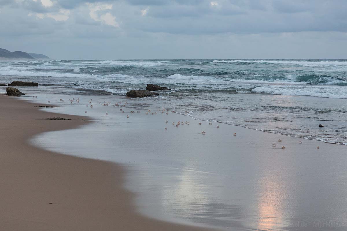 Auf Turtle Tour im iSimangaliso-Wetland-Park. Statt Schildkröten gab es jede Menge Krabben am Strand.