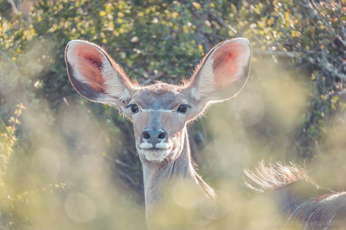weibliches Kudu
