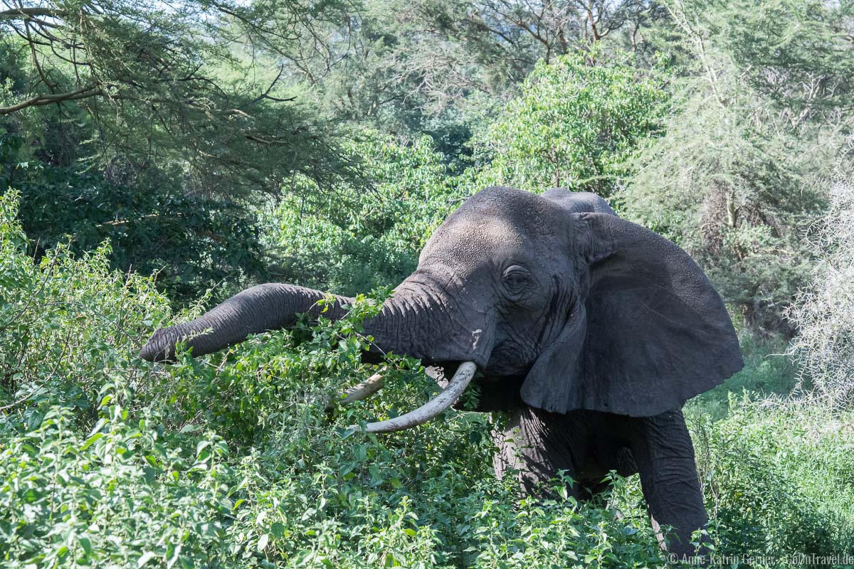 Elefant im Grundwasserwald im Lake Manyara Nationalpark in Tansania