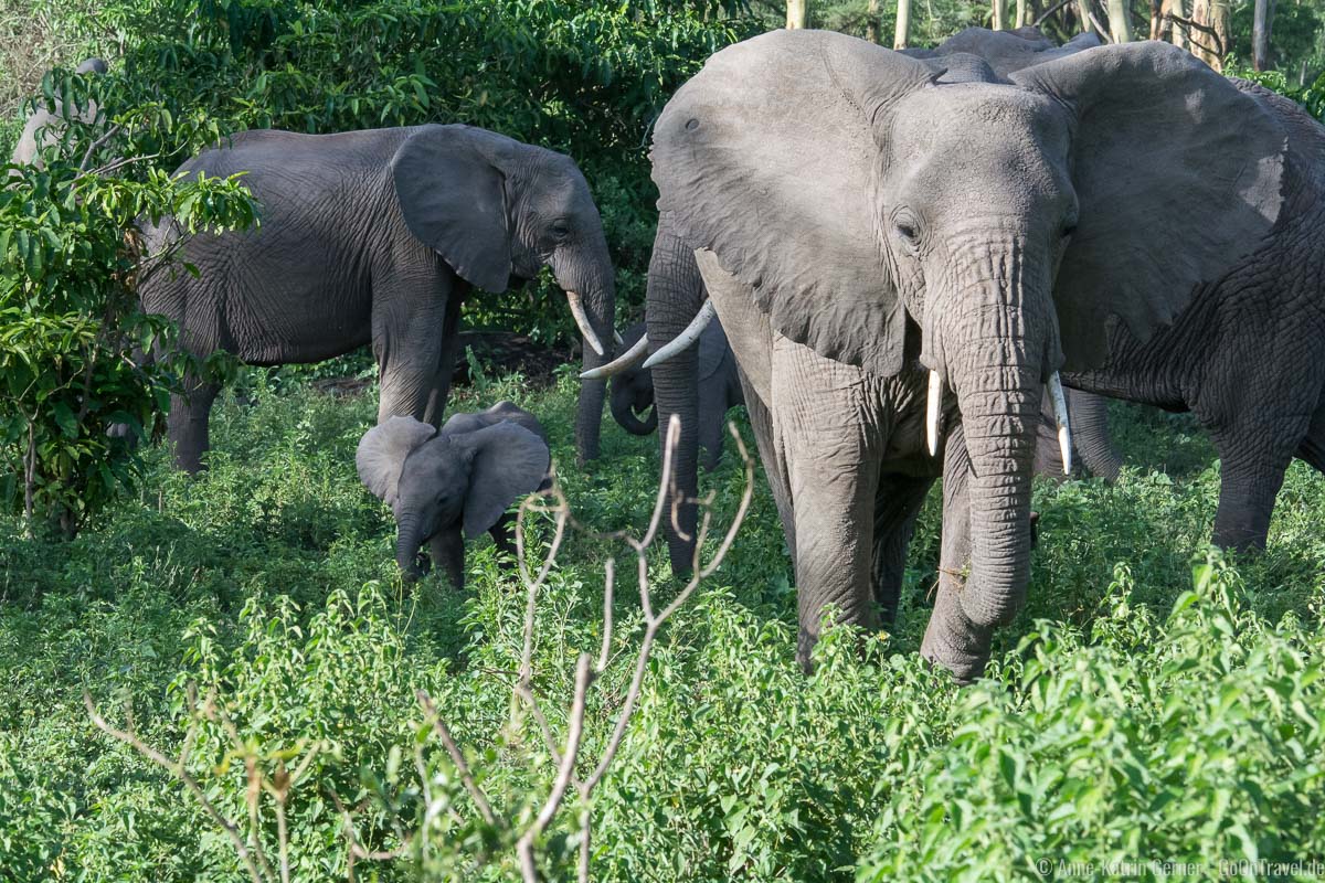 Elefantenherde mit Jungtier