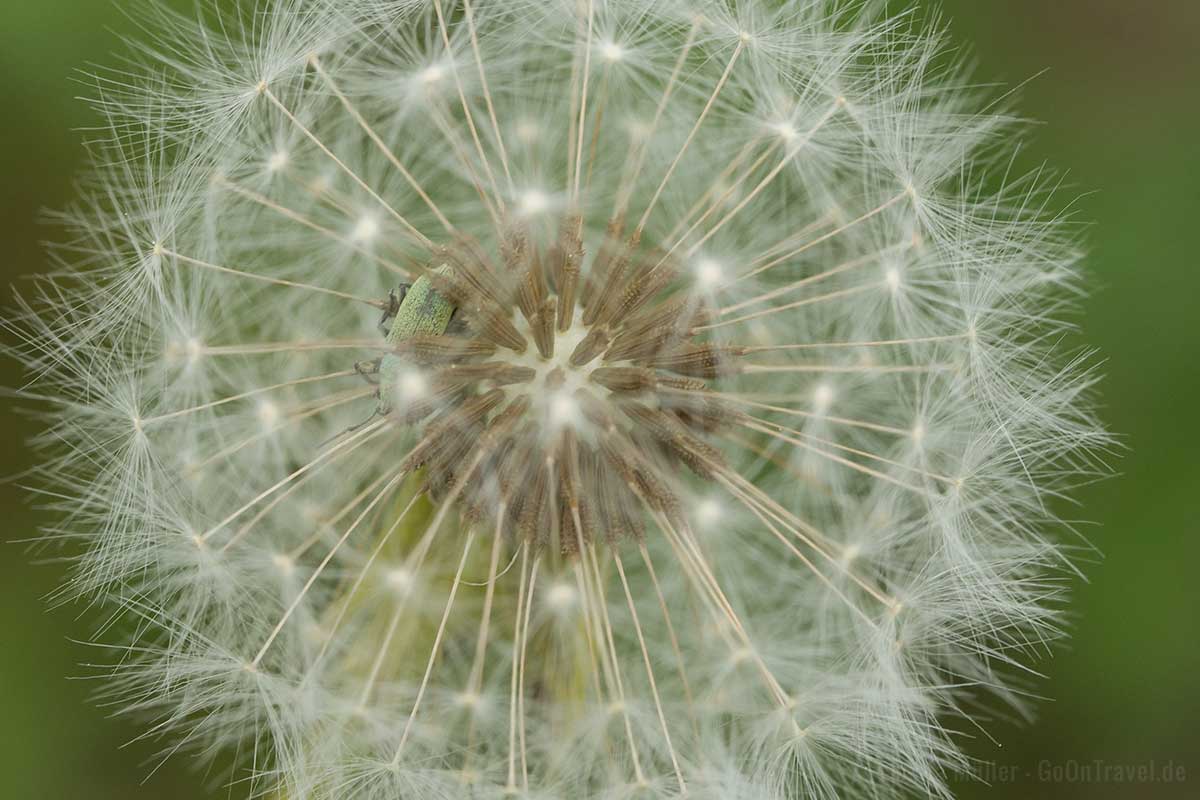 Nahaufnahme einer Pusteblume