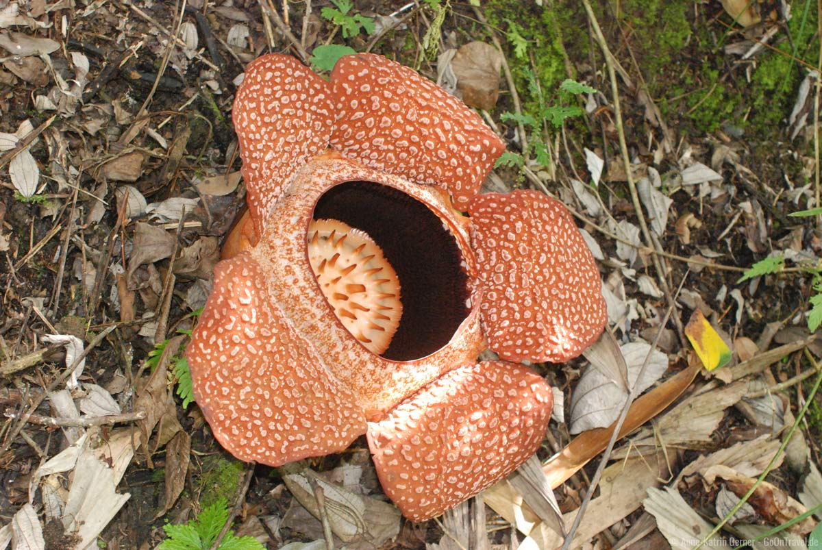 Rafflesia im Regenwald von Borneo