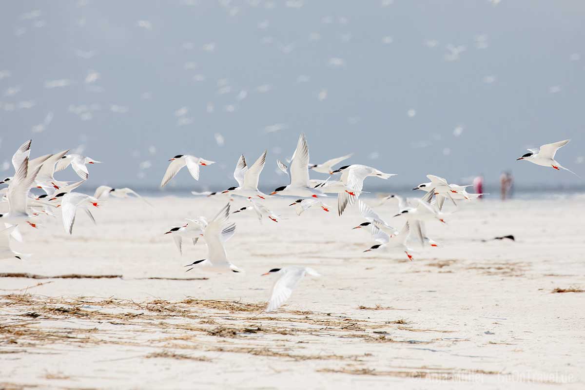 Auf Ship Island kannst du sehr gut Vögel beobachten