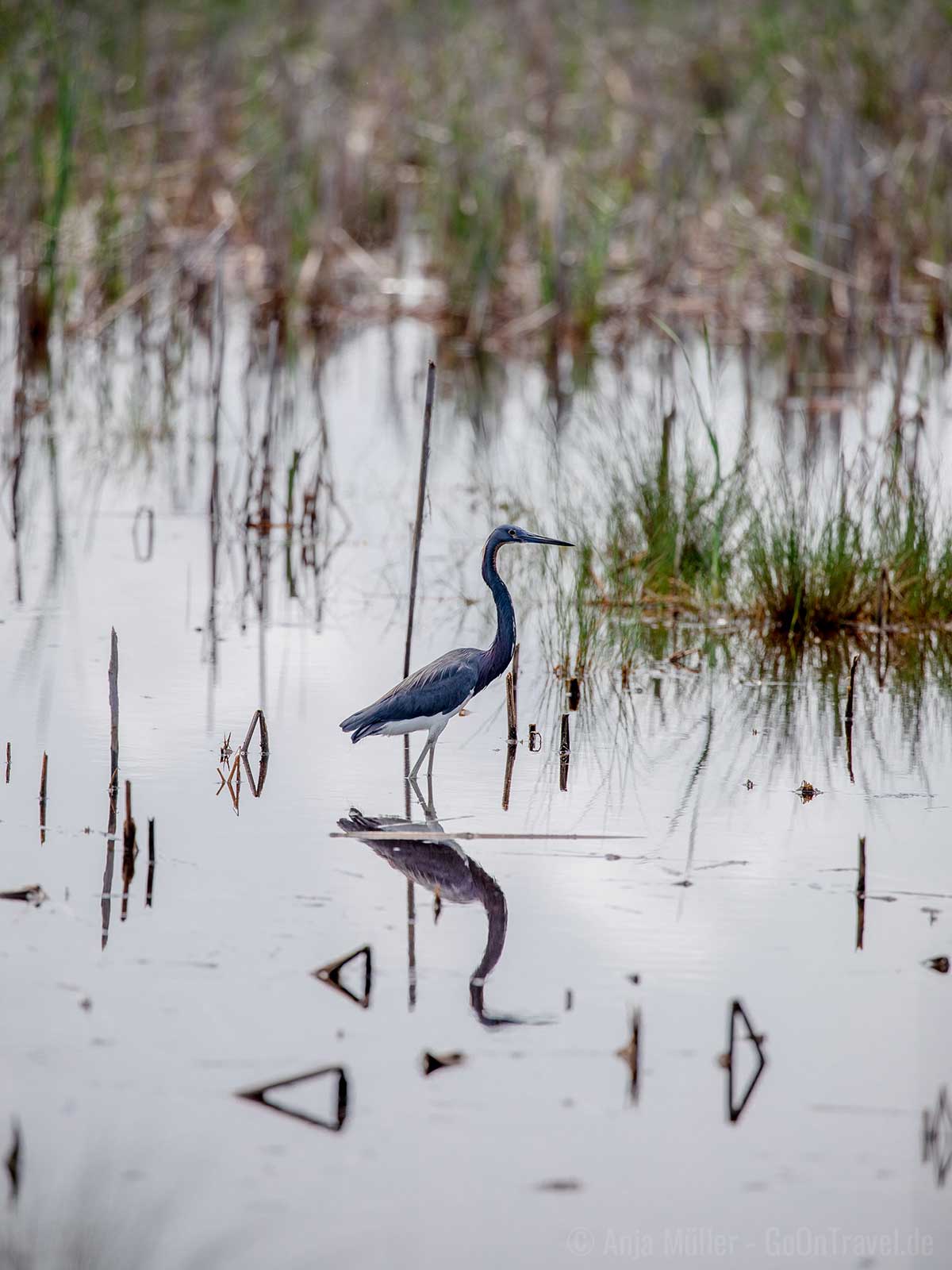 Little Blue Heron (Blaureiher)