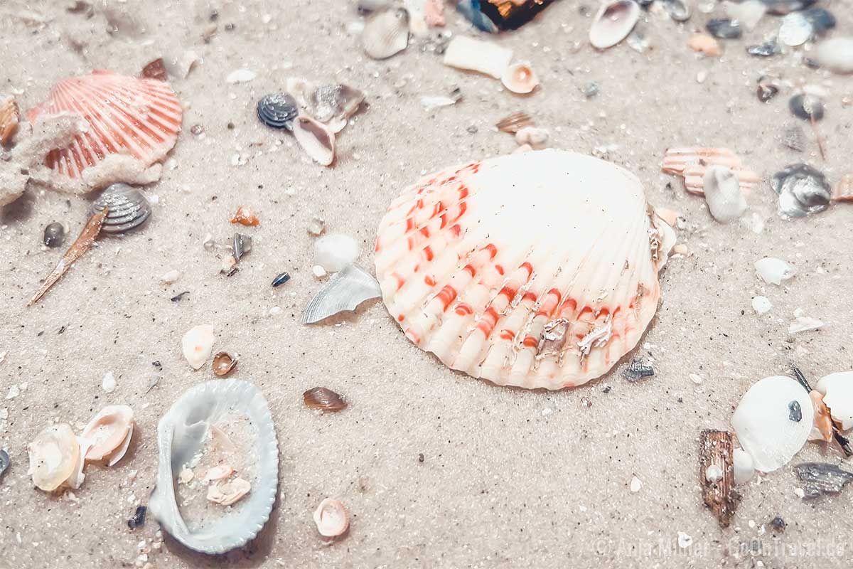 Muscheln auf Ship Island