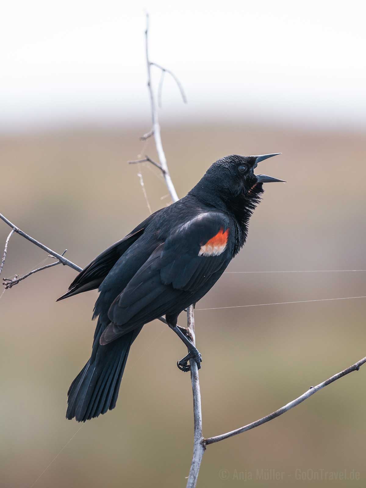 Red Wing Blackbird (Rotflügelstärling)