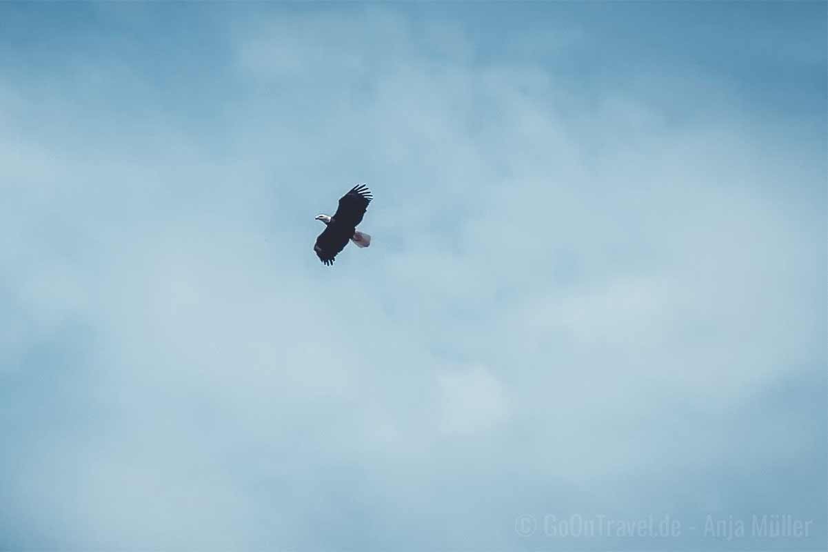 Weißkopfadler im Flug