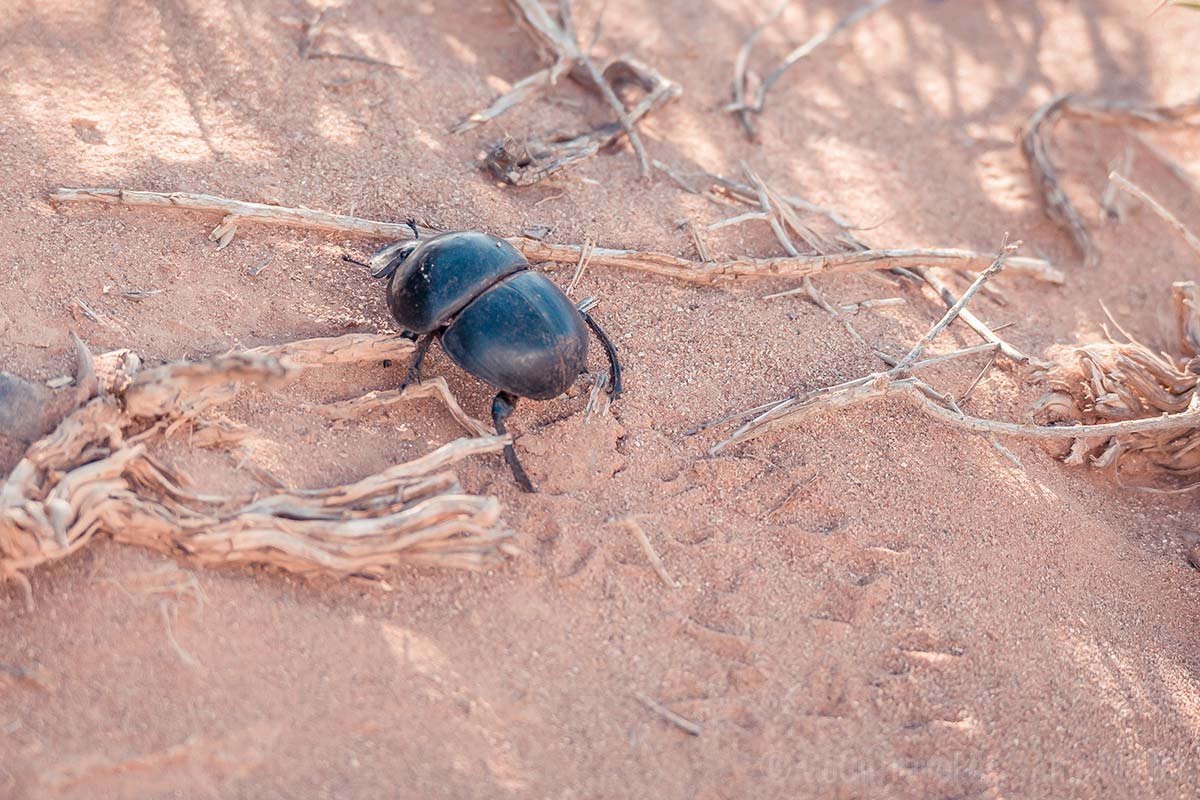 Ein Dung Beetle auf der Suche nach Nahrung?