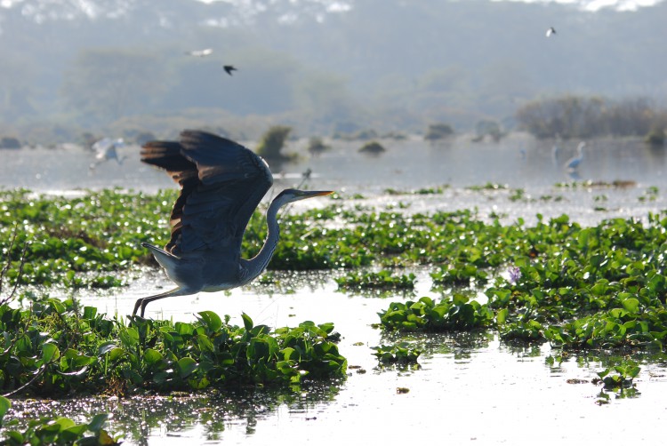 Reiher beim Abflug