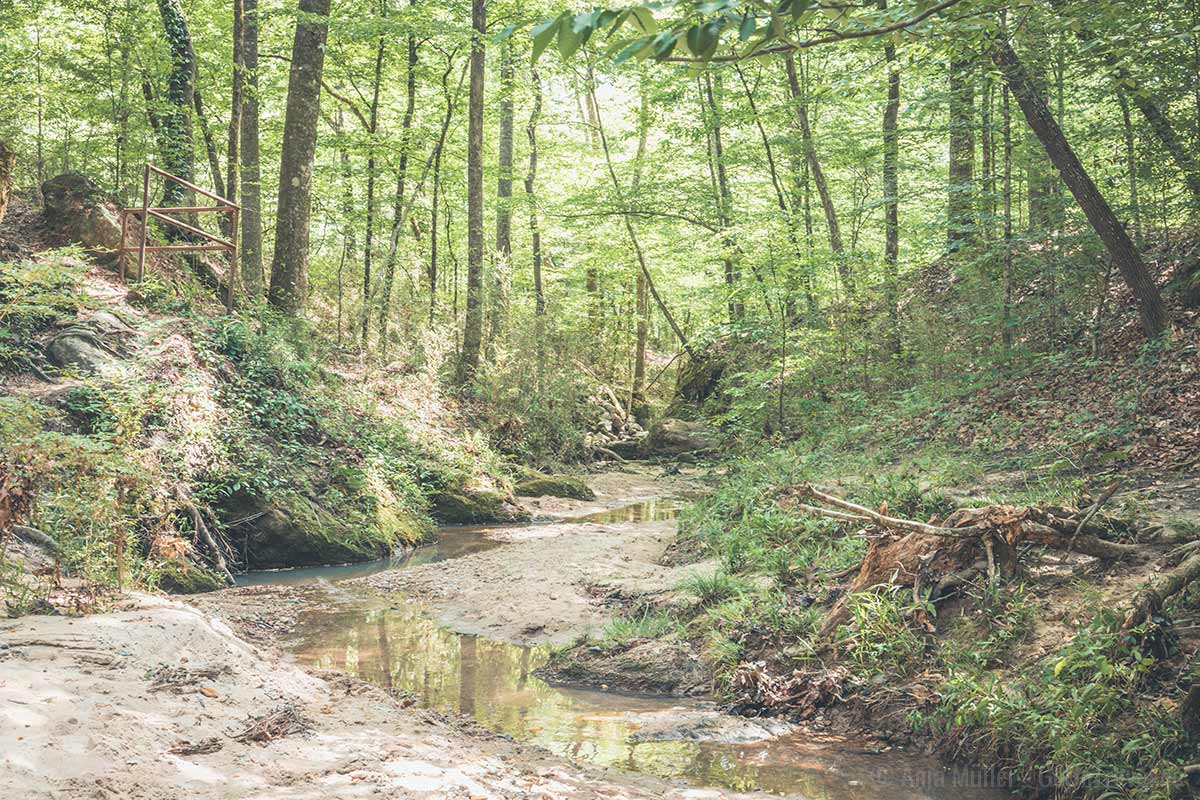 Natur pur am Natchez Trace Parkway