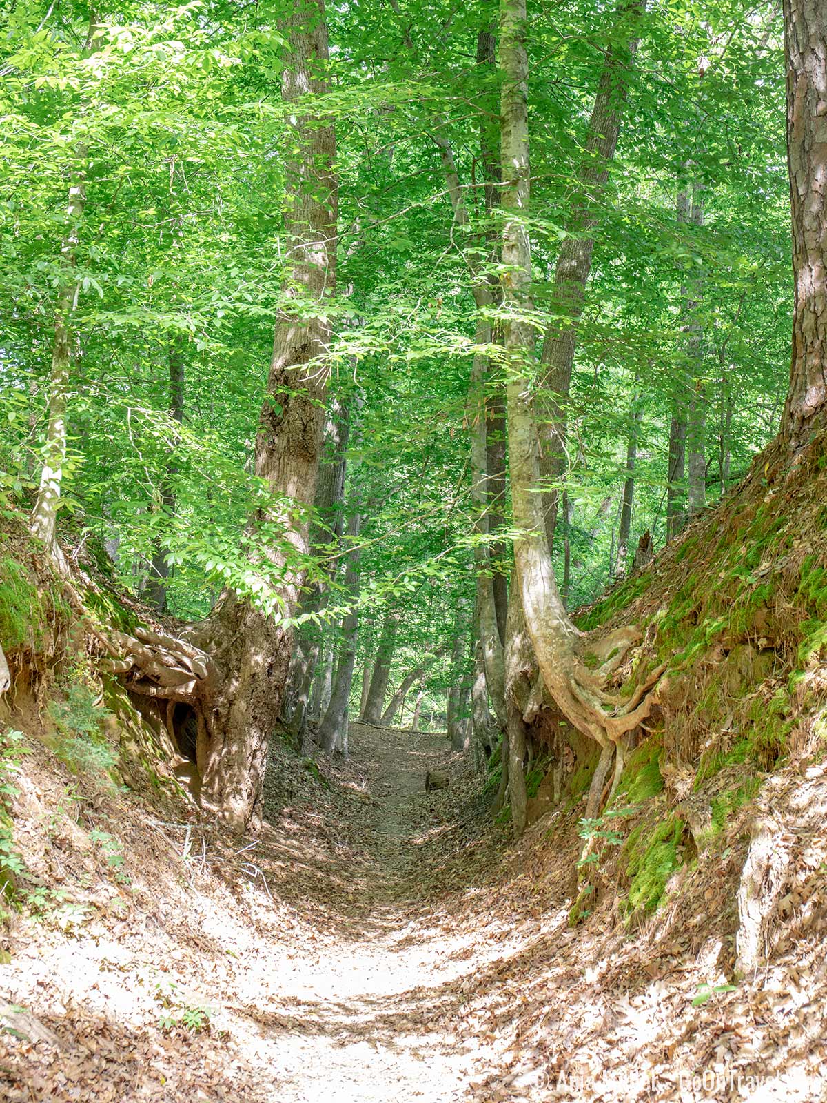 Sunken Trace - der originale Natchez Trace, geformt durch die Menschen