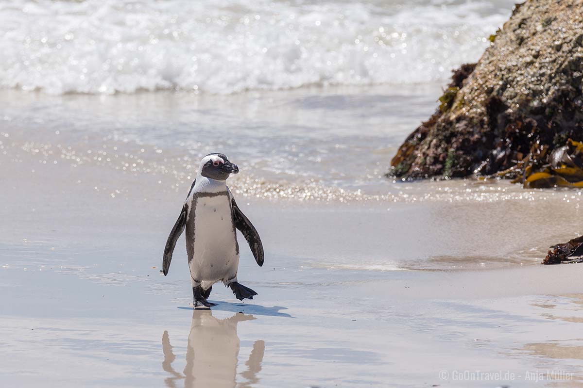 Pinguin am Boulders Beach