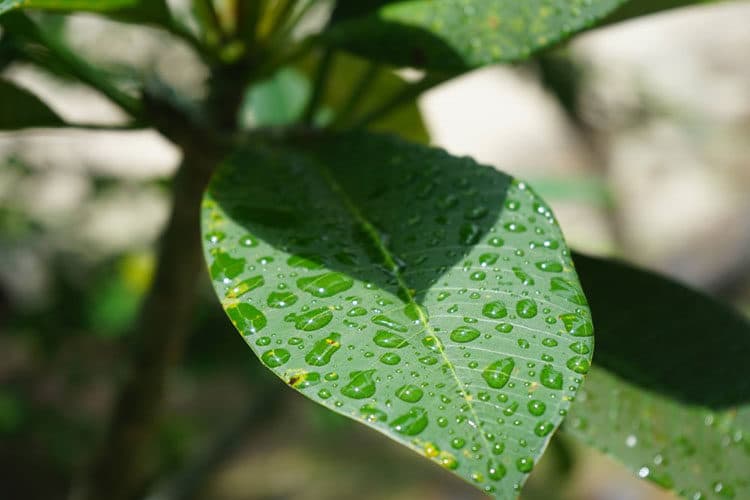 Ab Mai ist Regenzeit in Thailand.