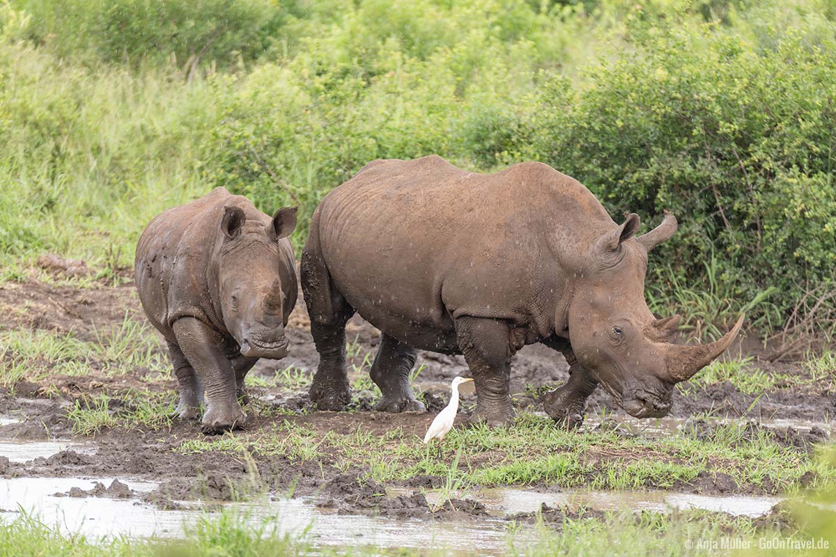 Ein Nashorn mit ihrem Jungen