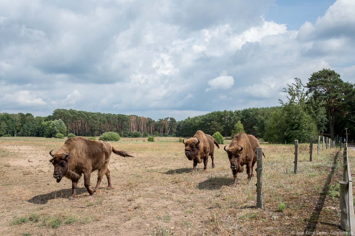 Neugierige Wisente im großen Freigehege