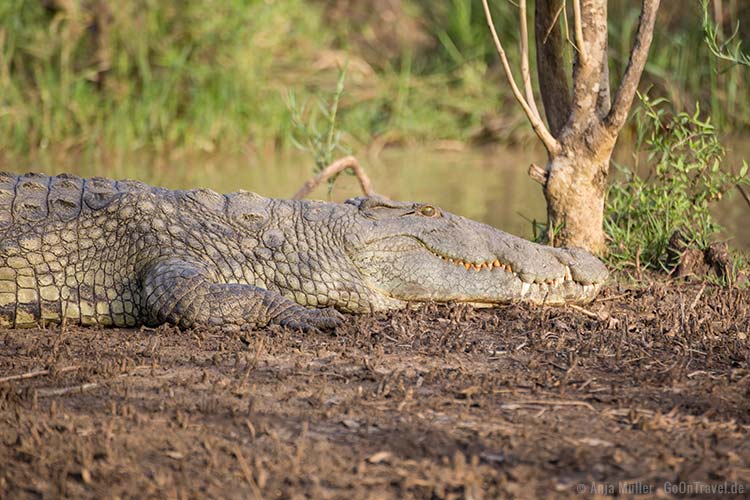 Entdeckt: Ein Krokodil lauert im Gebüsch