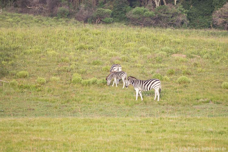 Steppenzebras beim Grasen